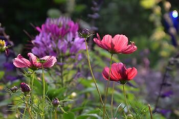 Bloummhoeske - Het Tuinpad Op / In Nachbars Garten