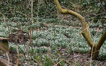 Wubsbos - Het Tuinpad Op / In Nachbars Garten