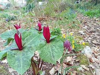 Hortus mille Plantarum (Tuin van Duizend Planten) - Het Tuinpad Op / In Nachbars Garten